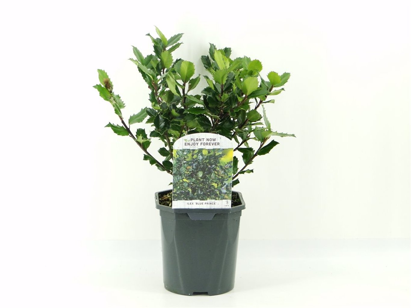 Ilex meserv. 'Blue Prince' - C2
